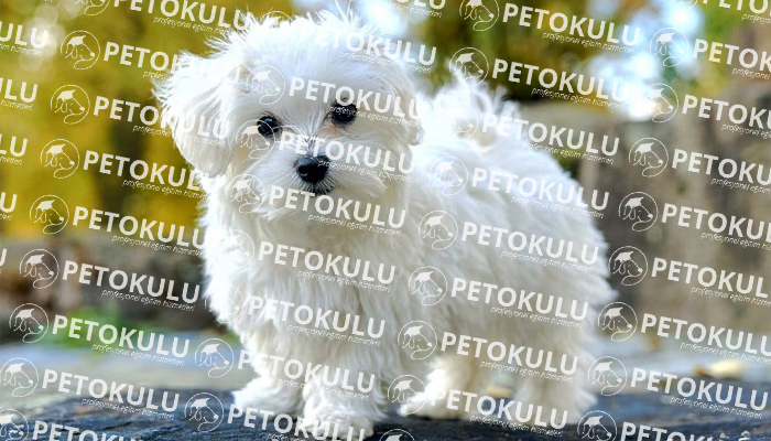 Maltese Terrier Fiziksel Özellikleri
