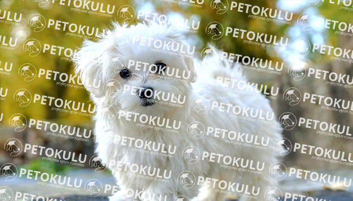 Maltese Terrier; Köpek Eğitimi