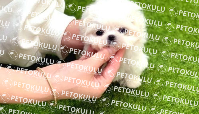 Maltese Terrier İtaat Eğitimleri